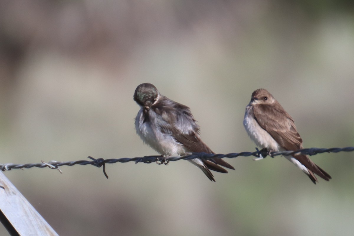 Tree/Violet-green Swallow - Kathy Mihm Dunning