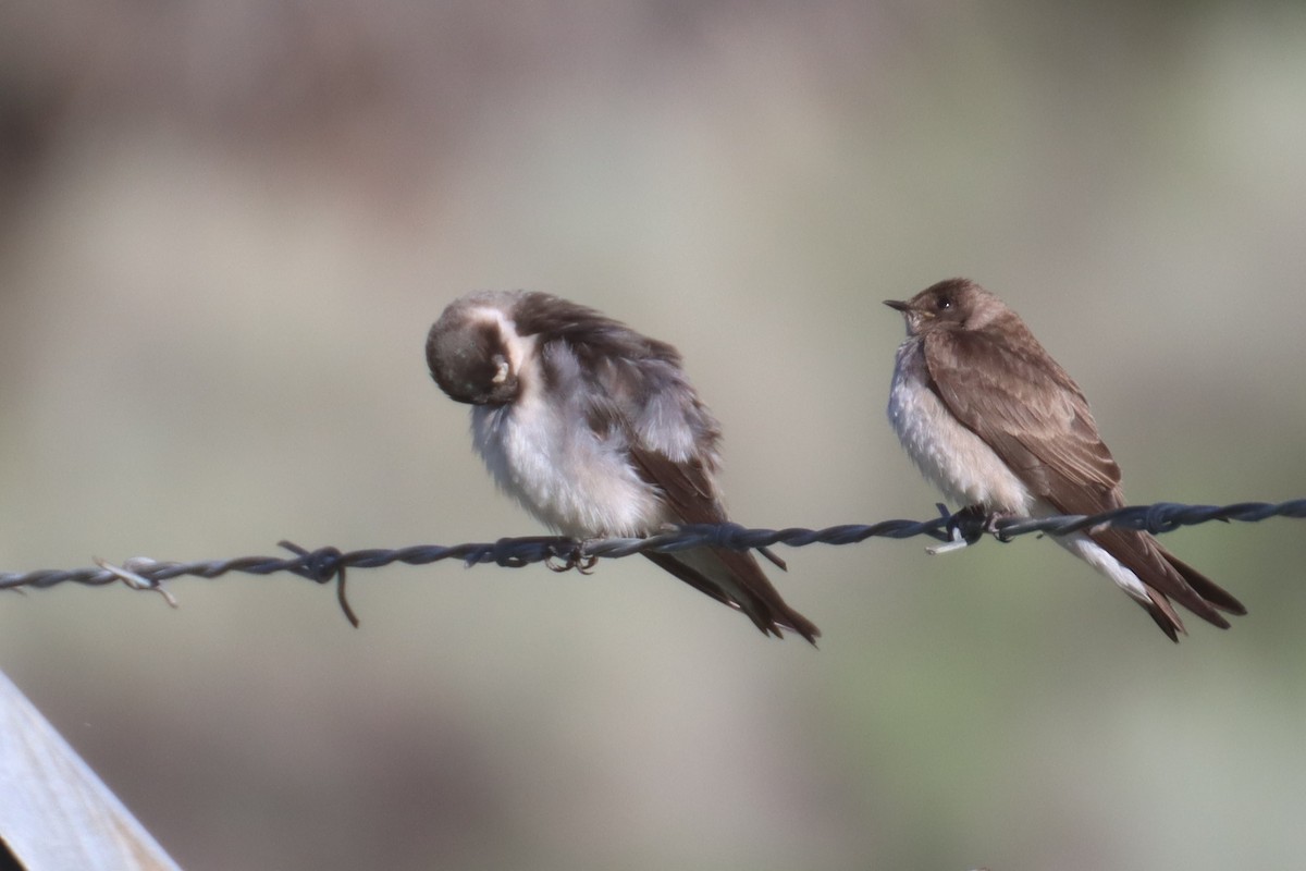 Tree/Violet-green Swallow - ML619563773