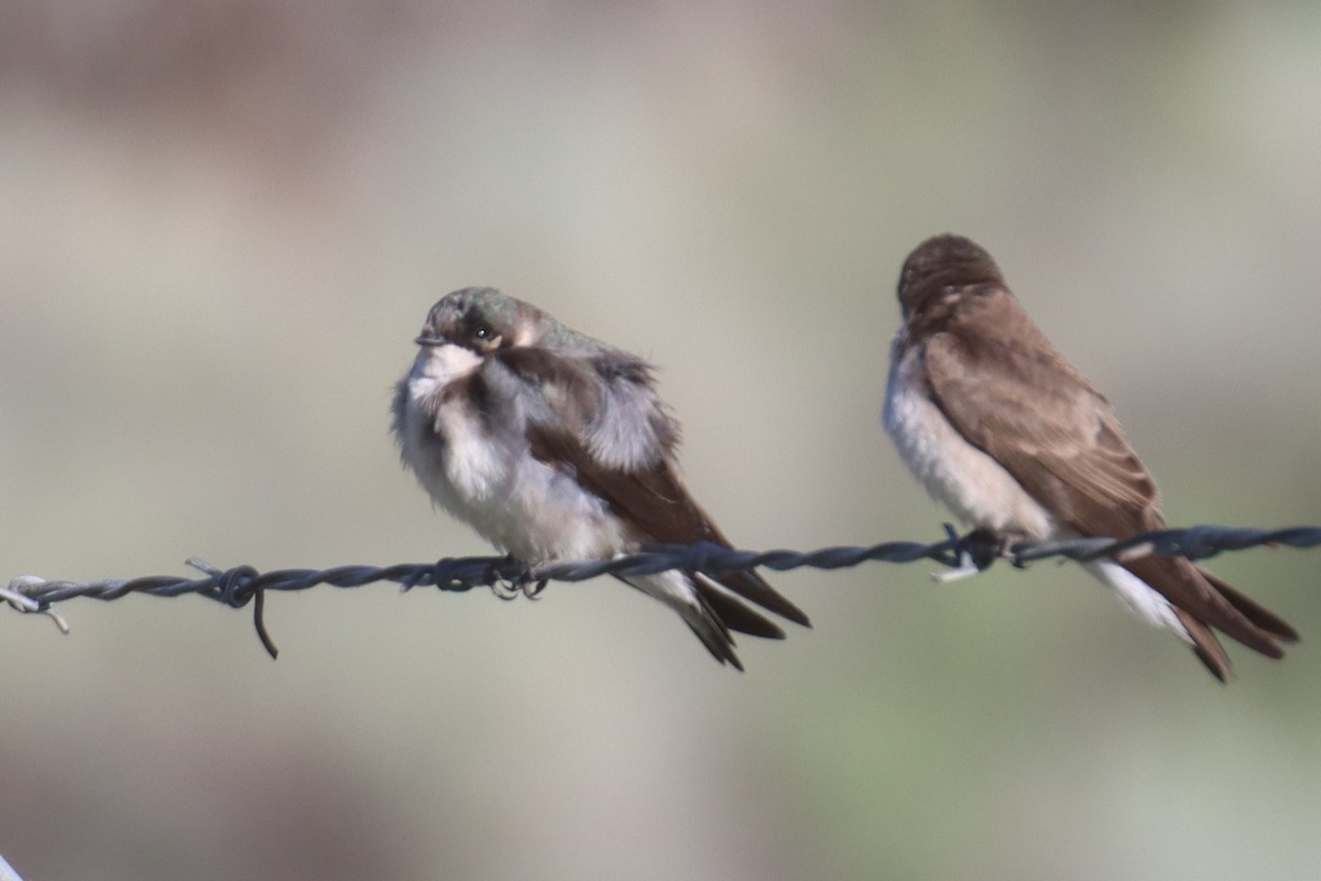 Tree/Violet-green Swallow - ML619563774