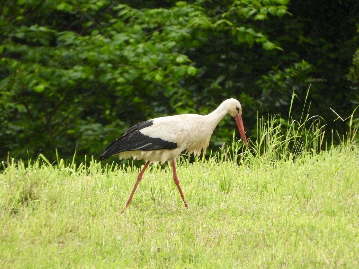 White Stork - Vicente Torres Gómez