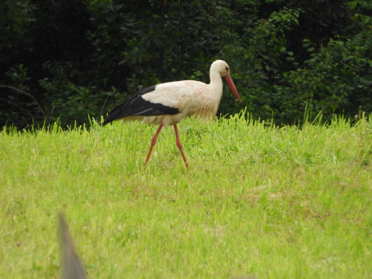 White Stork - Vicente Torres Gómez