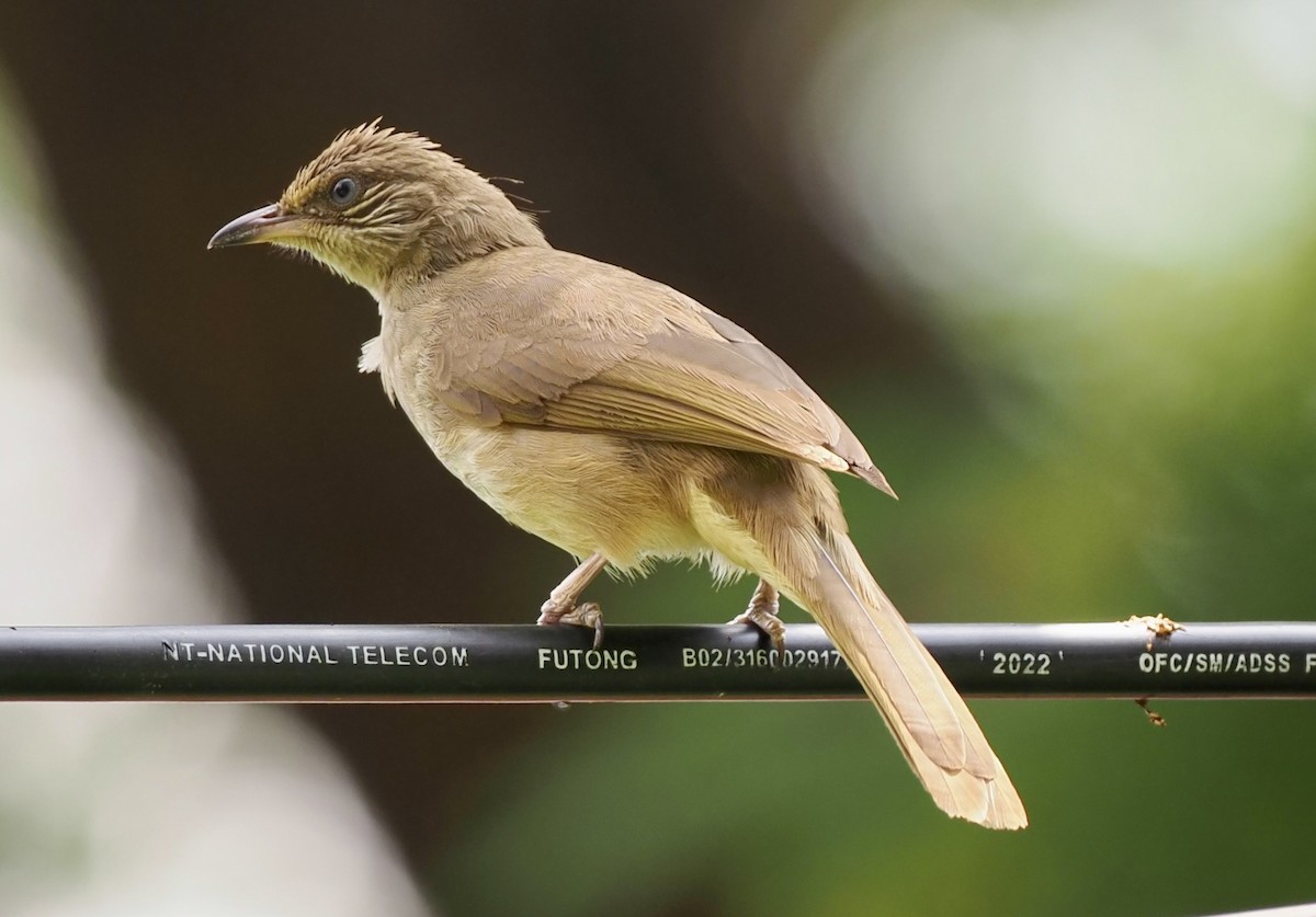 Streak-eared Bulbul - 芳色 林