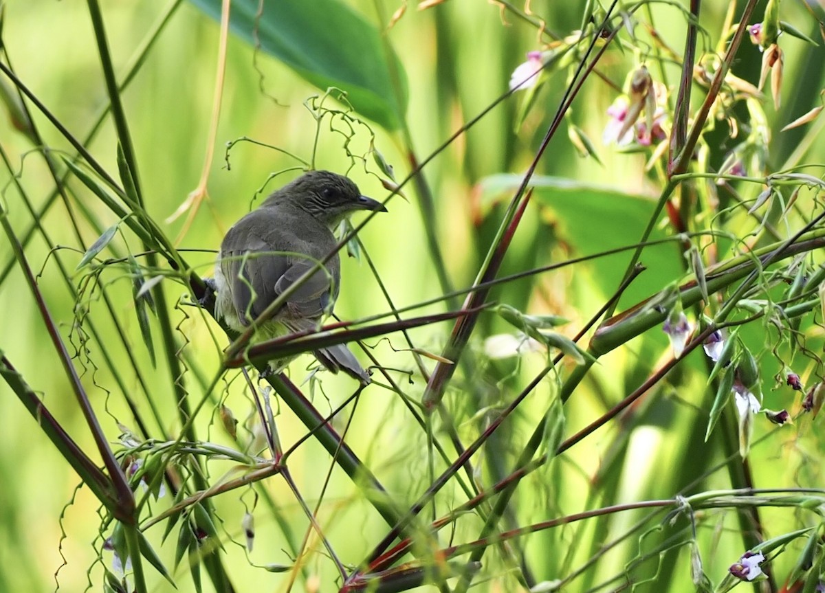 Streak-eared Bulbul - 芳色 林