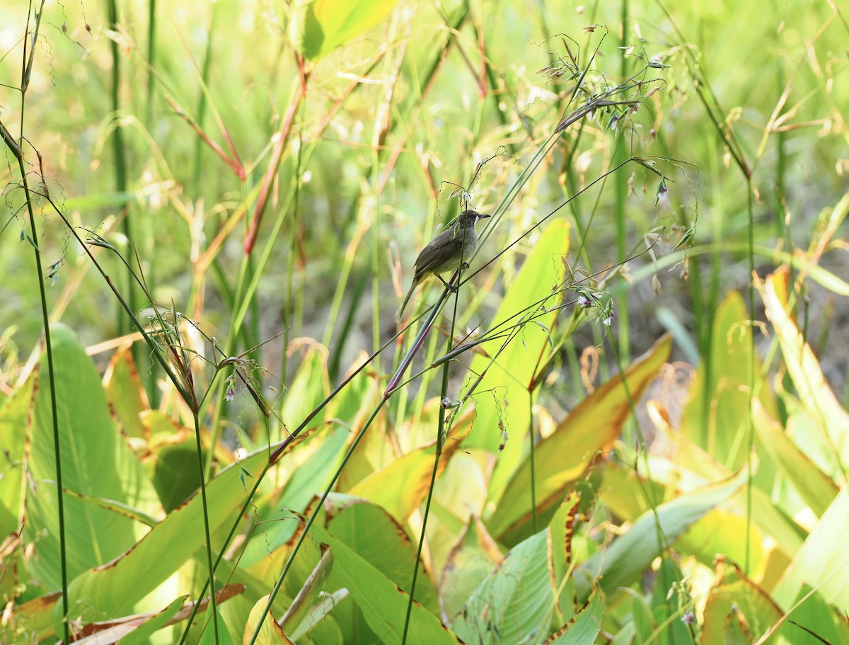 Streak-eared Bulbul - 芳色 林