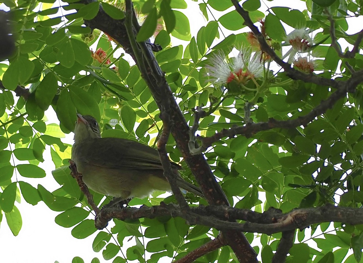 Streak-eared Bulbul - 芳色 林