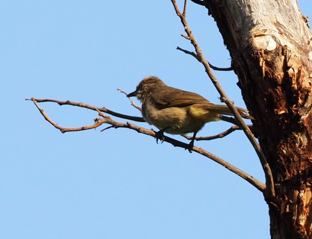 Streak-eared Bulbul - 芳色 林