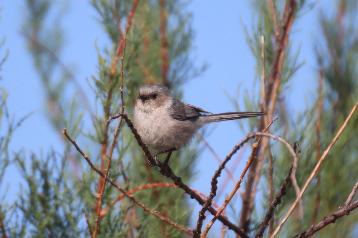 Bushtit - Kathy Mihm Dunning