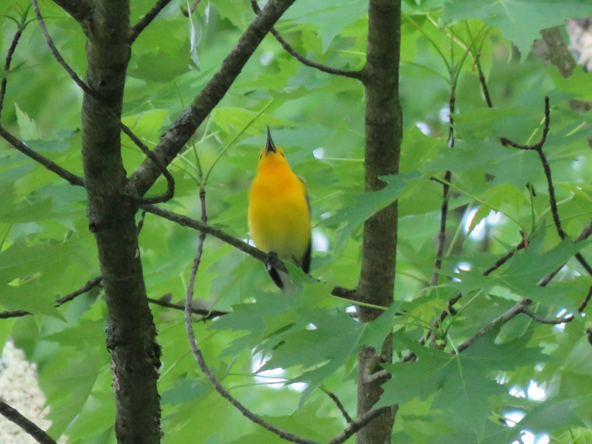 Prothonotary Warbler - ML619563784