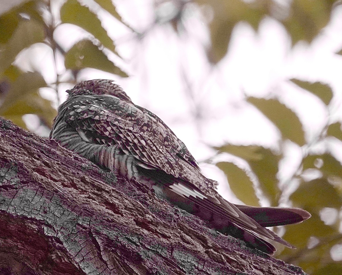 Common Nighthawk - maxine reid