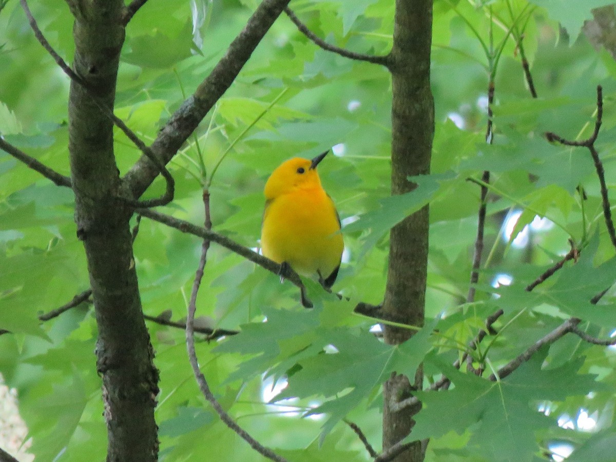 Prothonotary Warbler - ML619563789