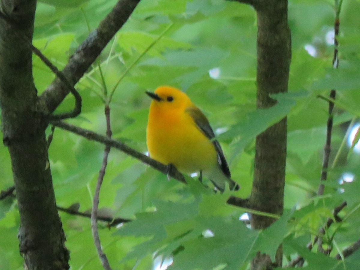 Prothonotary Warbler - ML619563790