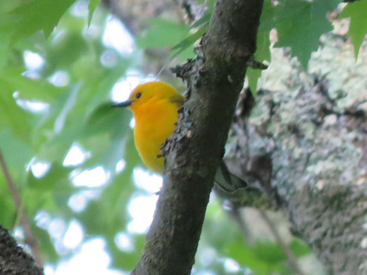 Prothonotary Warbler - Jim Mead