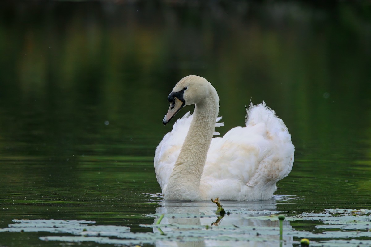 Mute Swan - Devin Griffiths