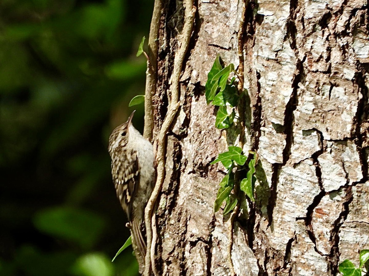 Short-toed Treecreeper - Vicente Torres Gómez