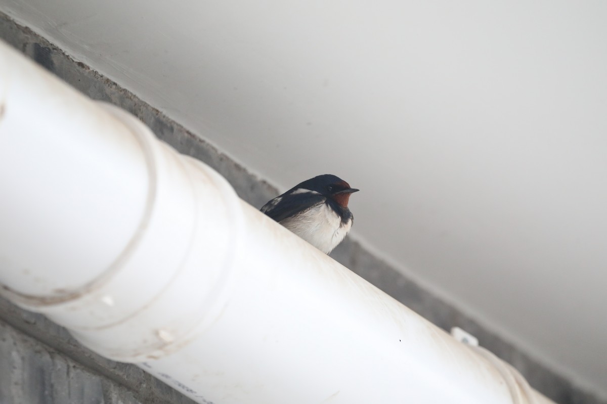 Barn Swallow - Starlit Chen