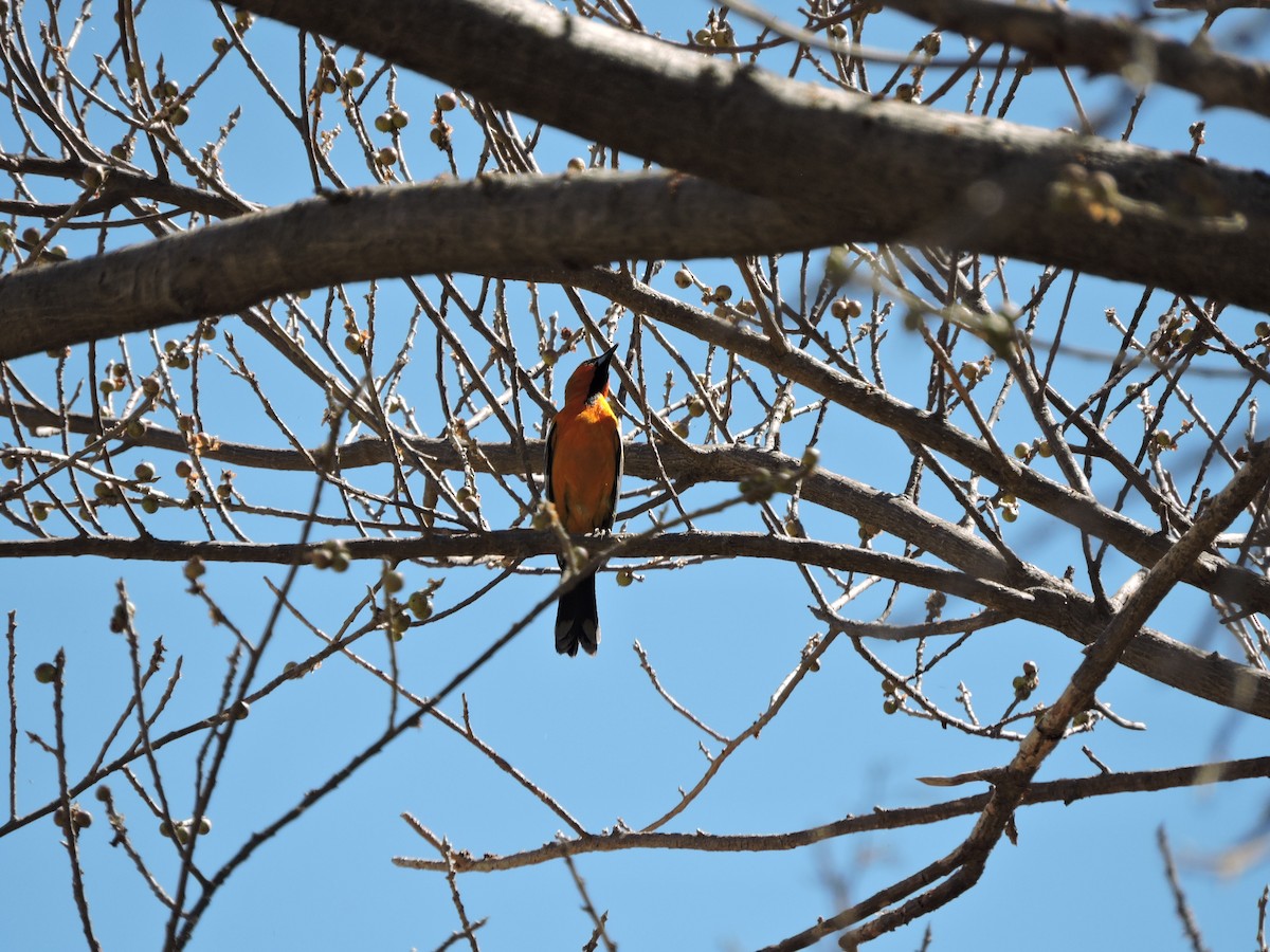 Streak-backed Oriole - Francisco J. Muñoz Nolasco