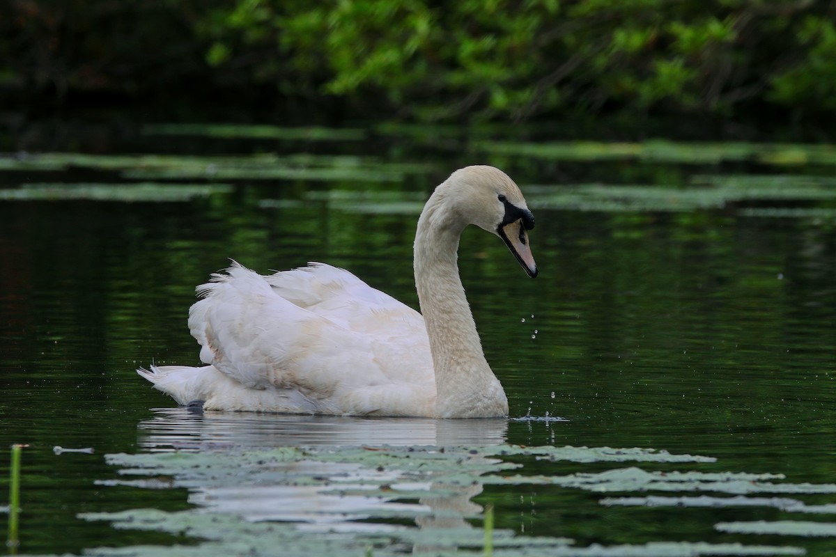 Mute Swan - Devin Griffiths