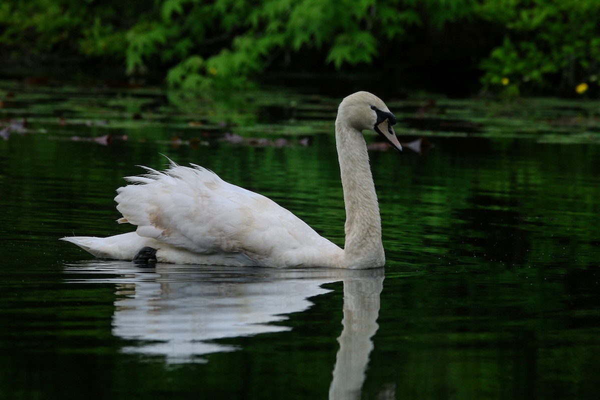 Mute Swan - Devin Griffiths