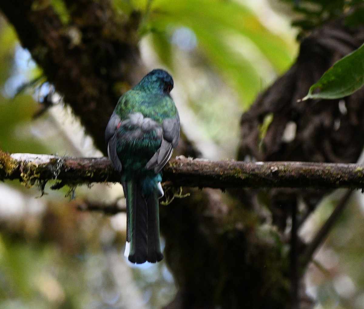 Masked Trogon - ML619563820