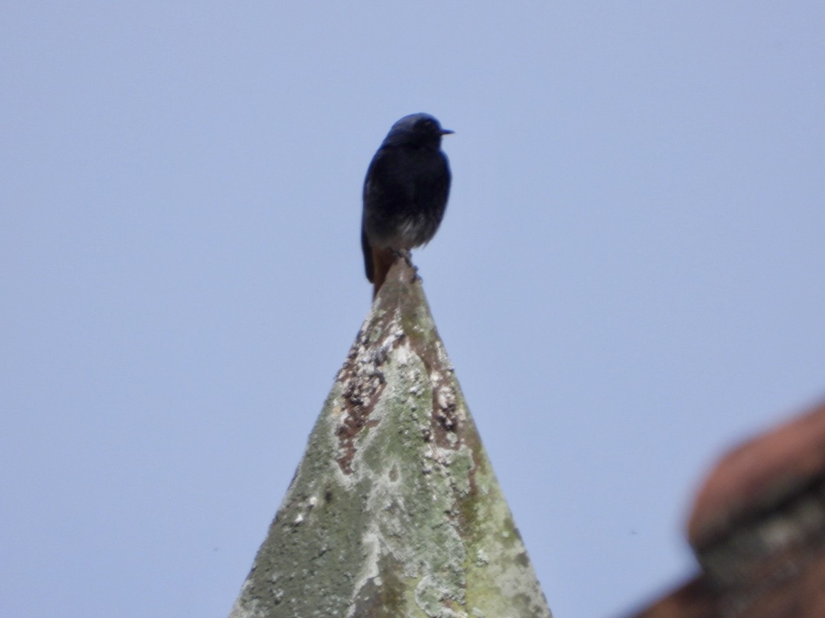 Black Redstart - Vicente Torres Gómez