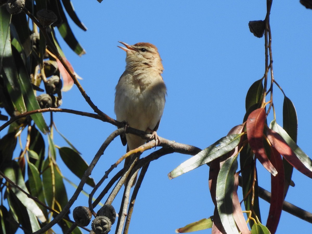 Rufous-tailed Scrub-Robin - ML619563839