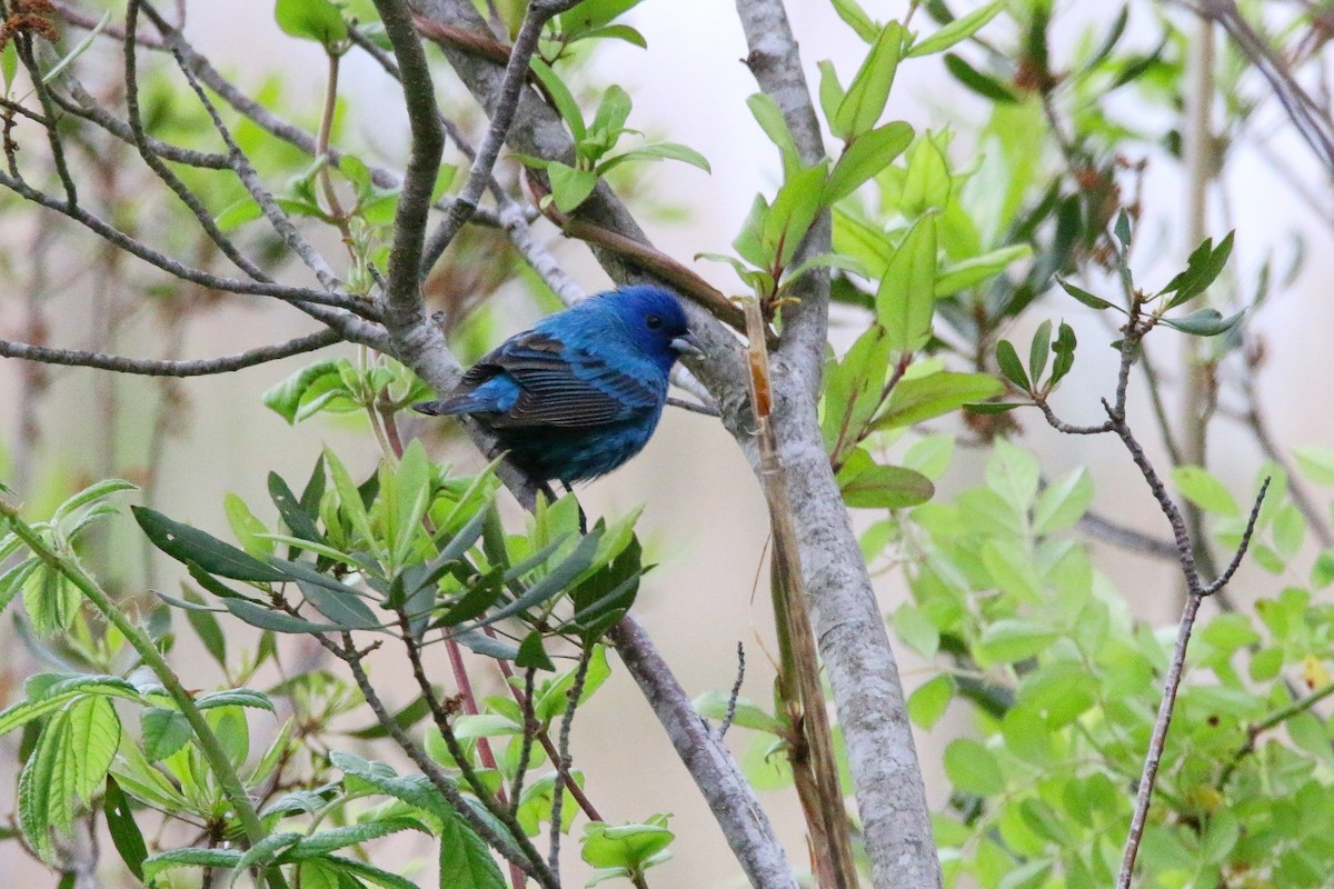 Indigo Bunting - Devin Griffiths