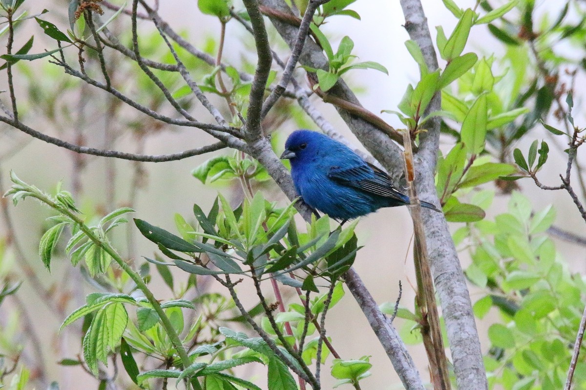 Indigo Bunting - Devin Griffiths