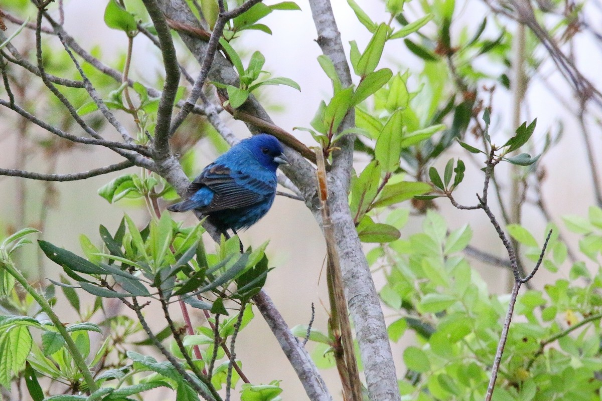 Indigo Bunting - Devin Griffiths