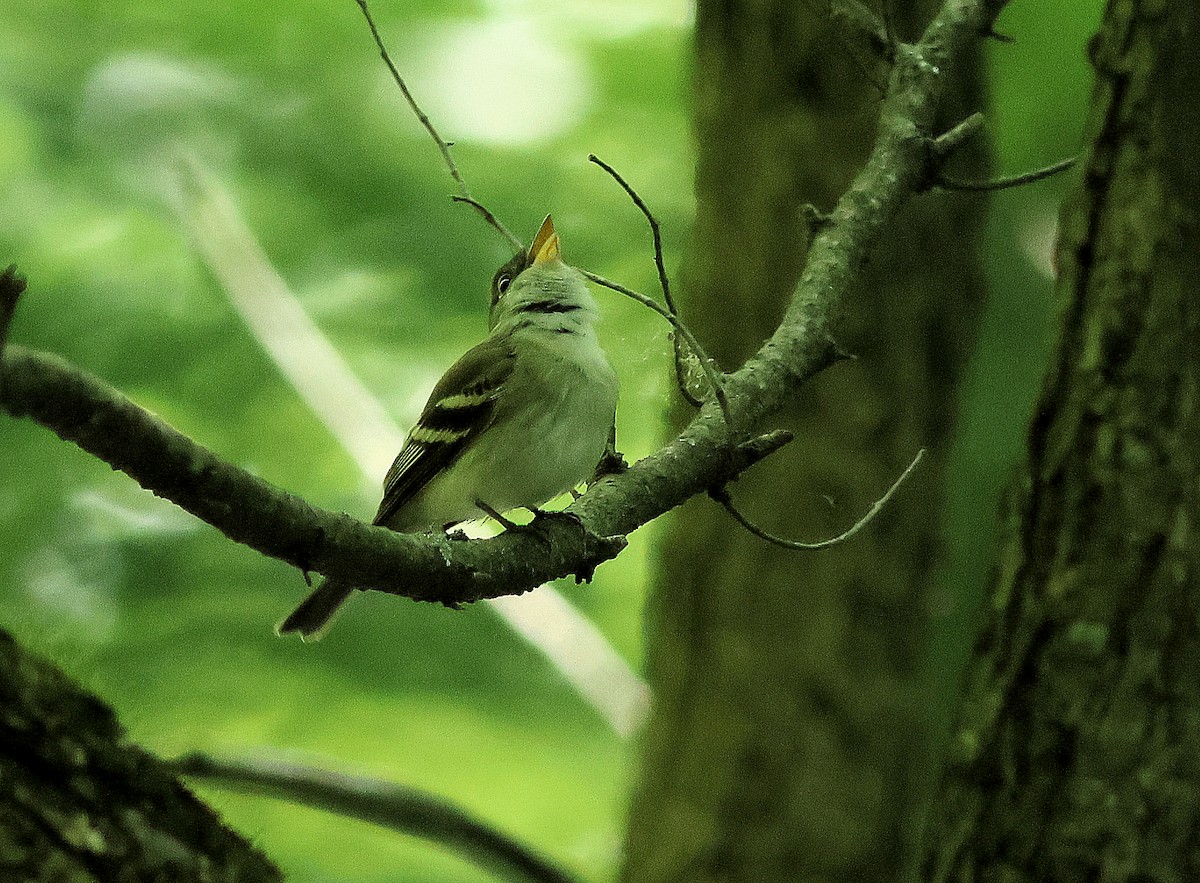 Acadian Flycatcher - Denise Dykema