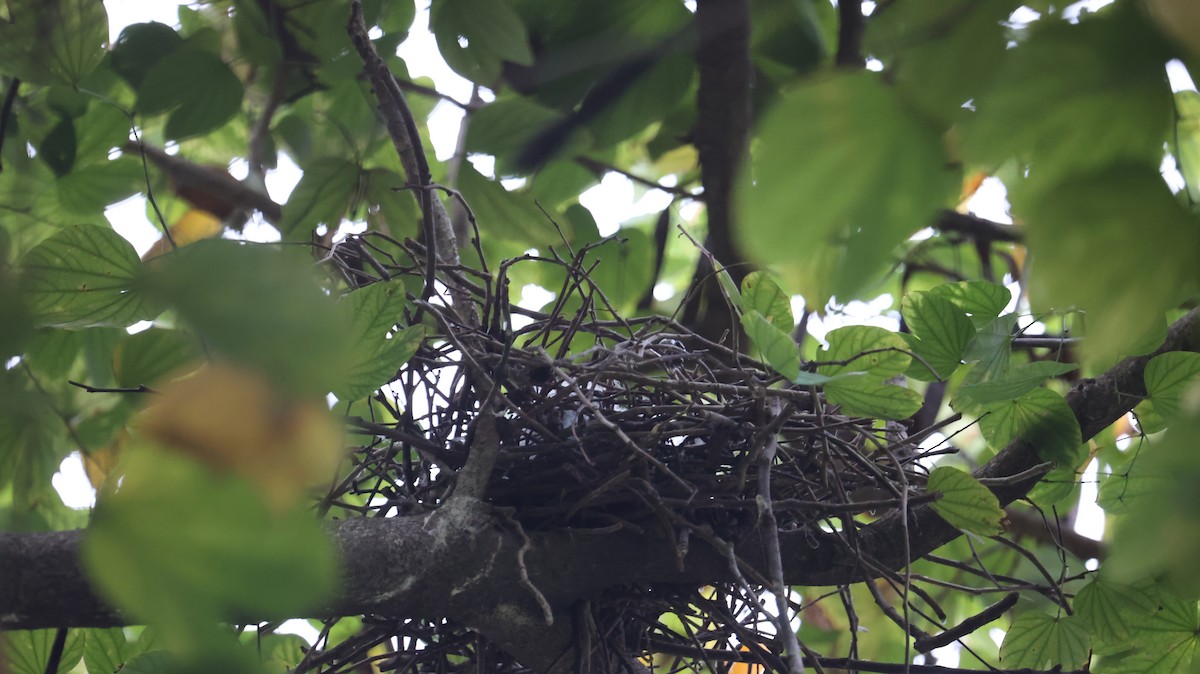 Malayan Night Heron - Chengheng Hu