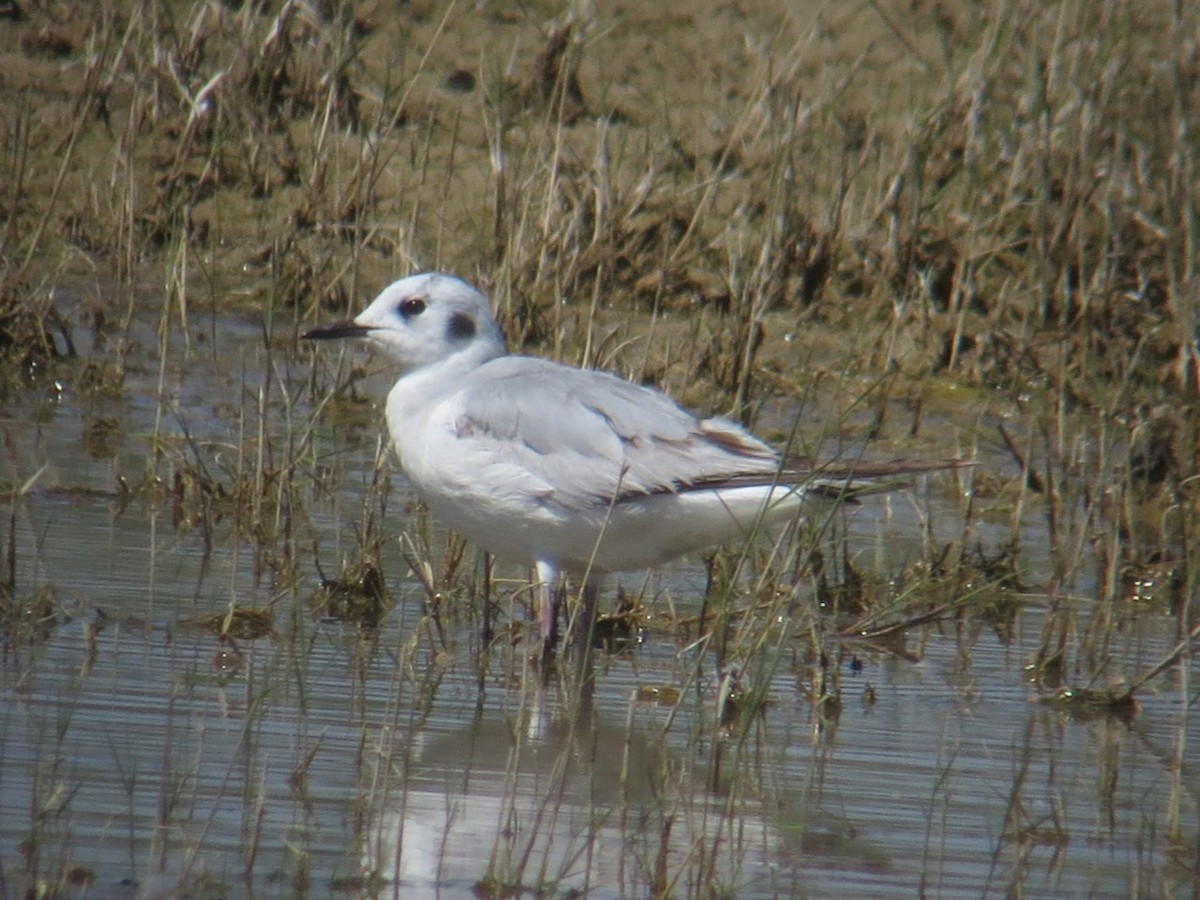 Bonaparte's Gull - Kathy Mihm Dunning