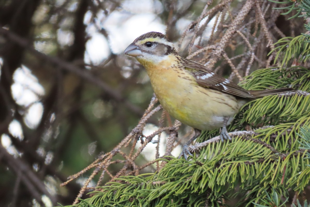 Black-headed Grosbeak - Shane Dollman