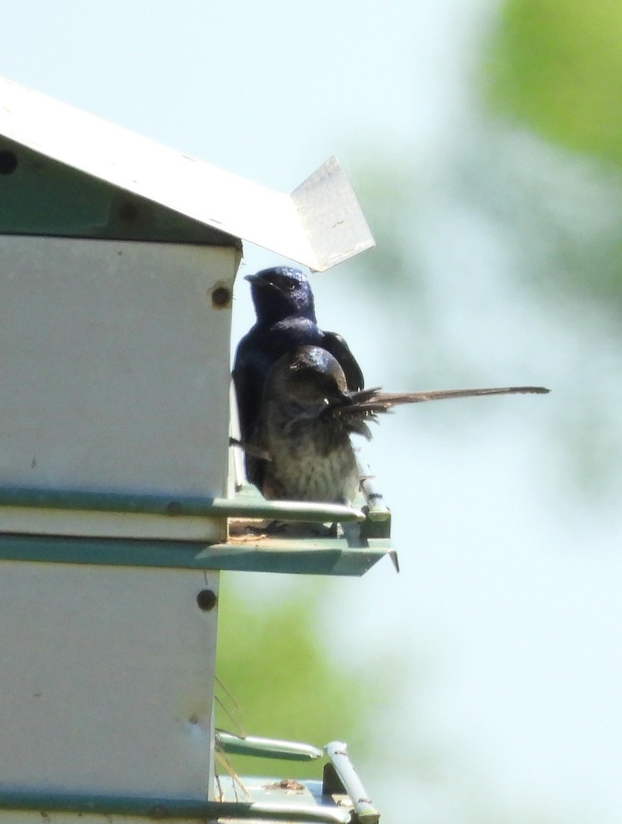 Purple Martin - Debbie Bishop