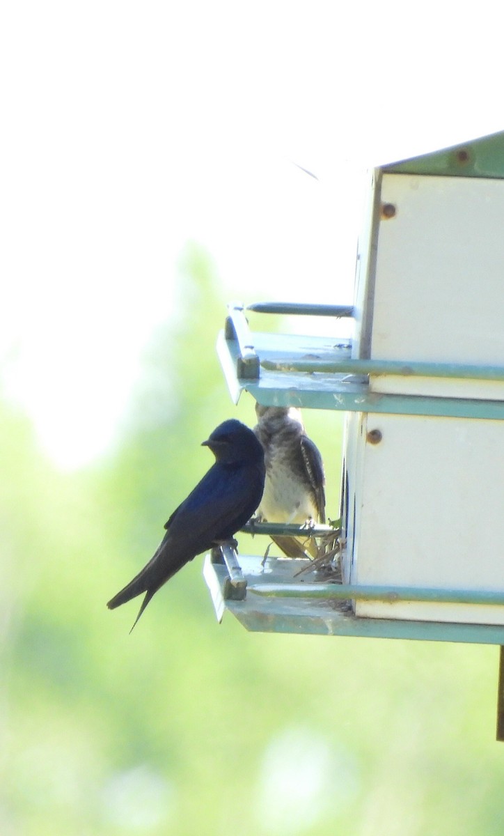 Purple Martin - Debbie Bishop