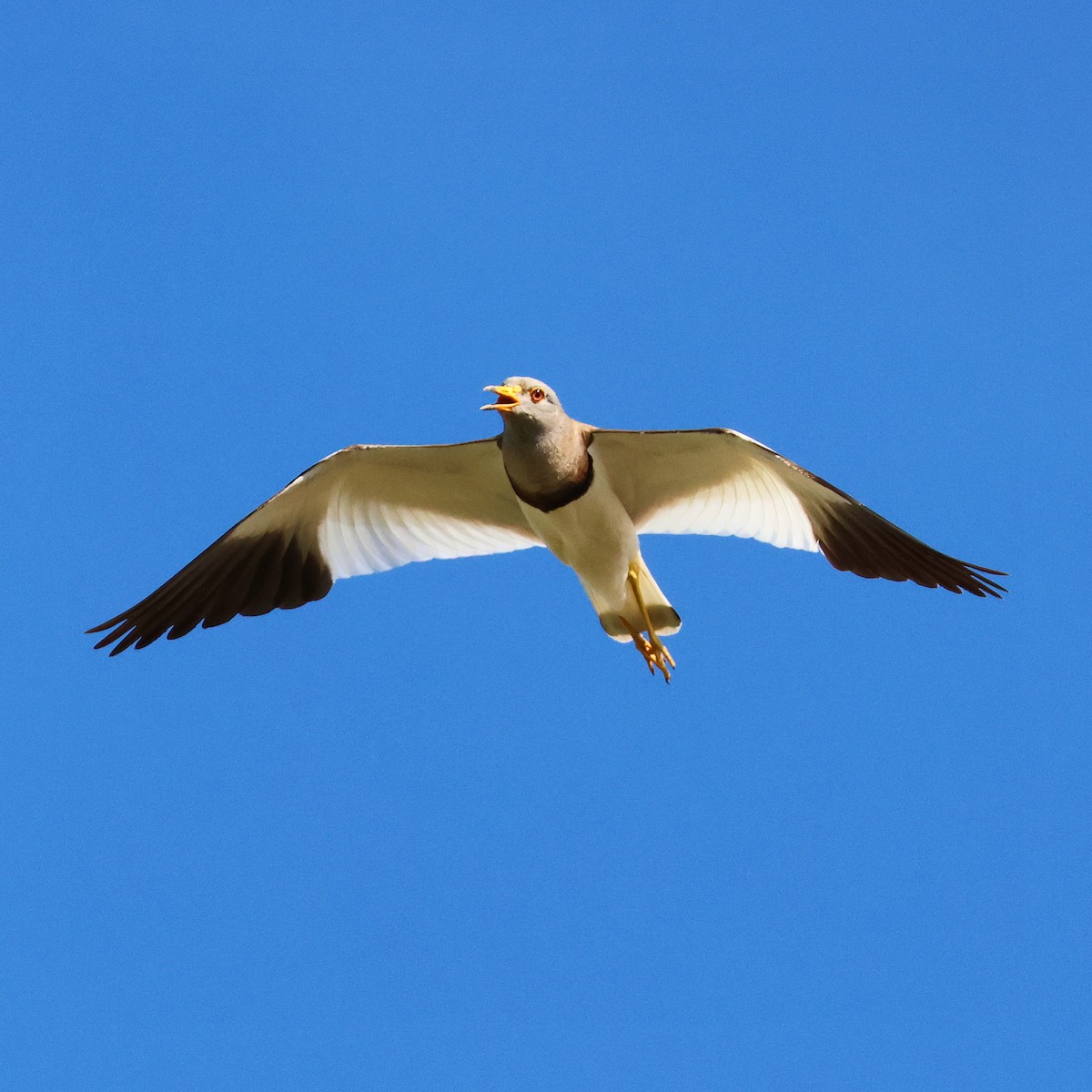 Gray-headed Lapwing - toyota matsutori