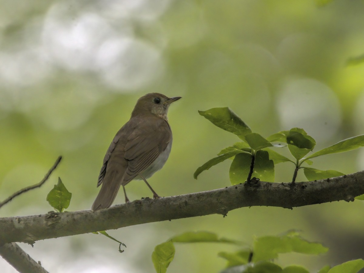 Veery - Justin Kolakowski