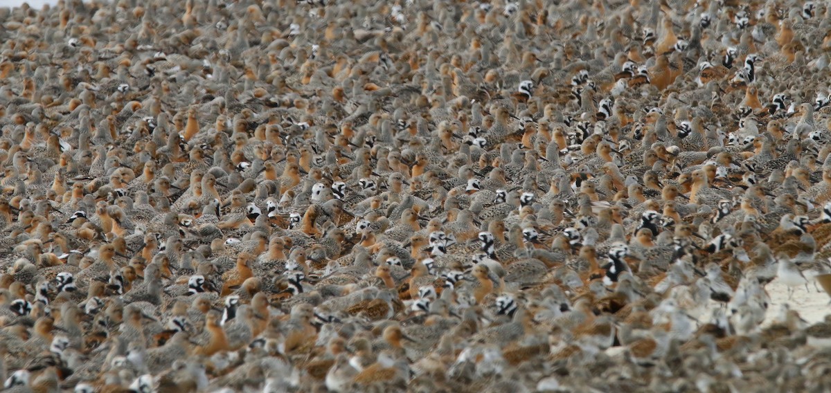 Red Knot - Devin Griffiths