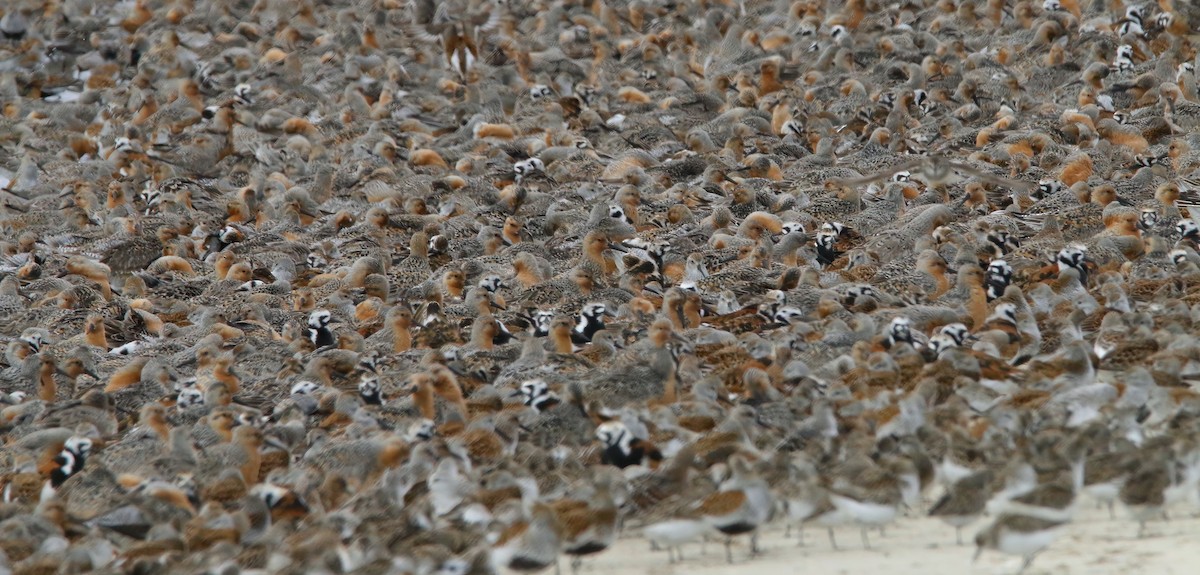 Red Knot - Devin Griffiths