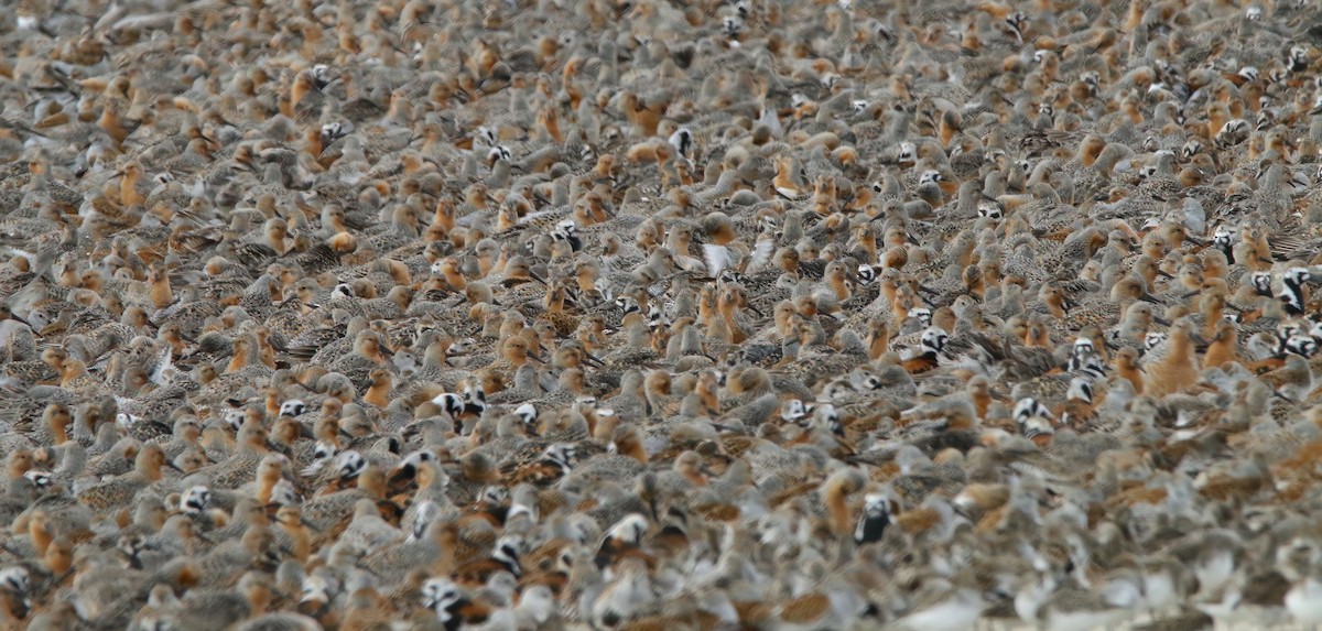 Red Knot - Devin Griffiths