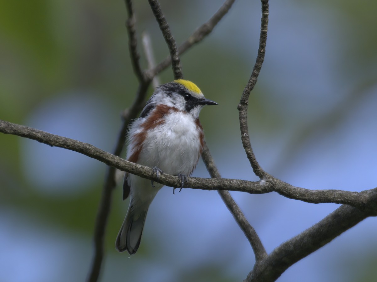 Chestnut-sided Warbler - Justin Kolakowski