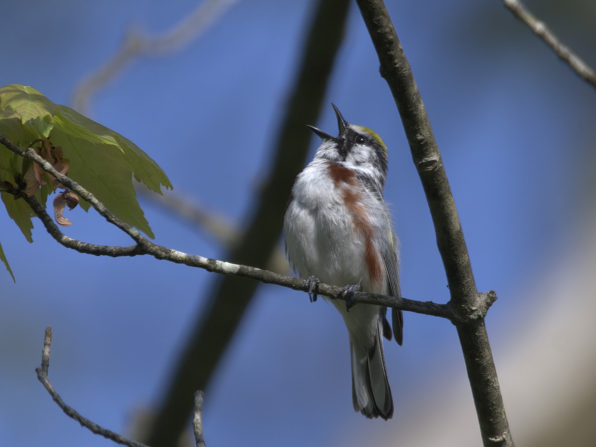 Chestnut-sided Warbler - Justin Kolakowski