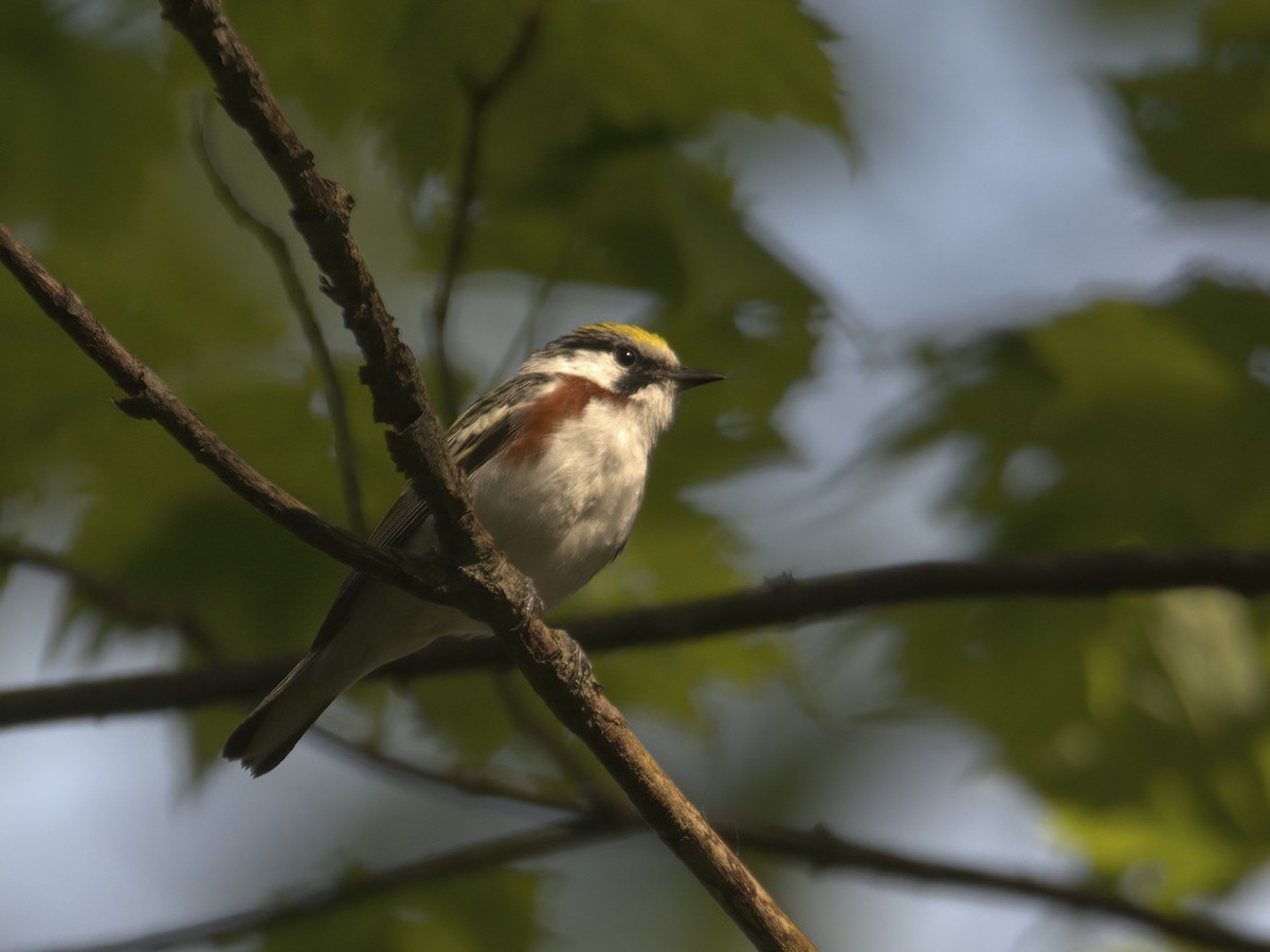 Chestnut-sided Warbler - Justin Kolakowski