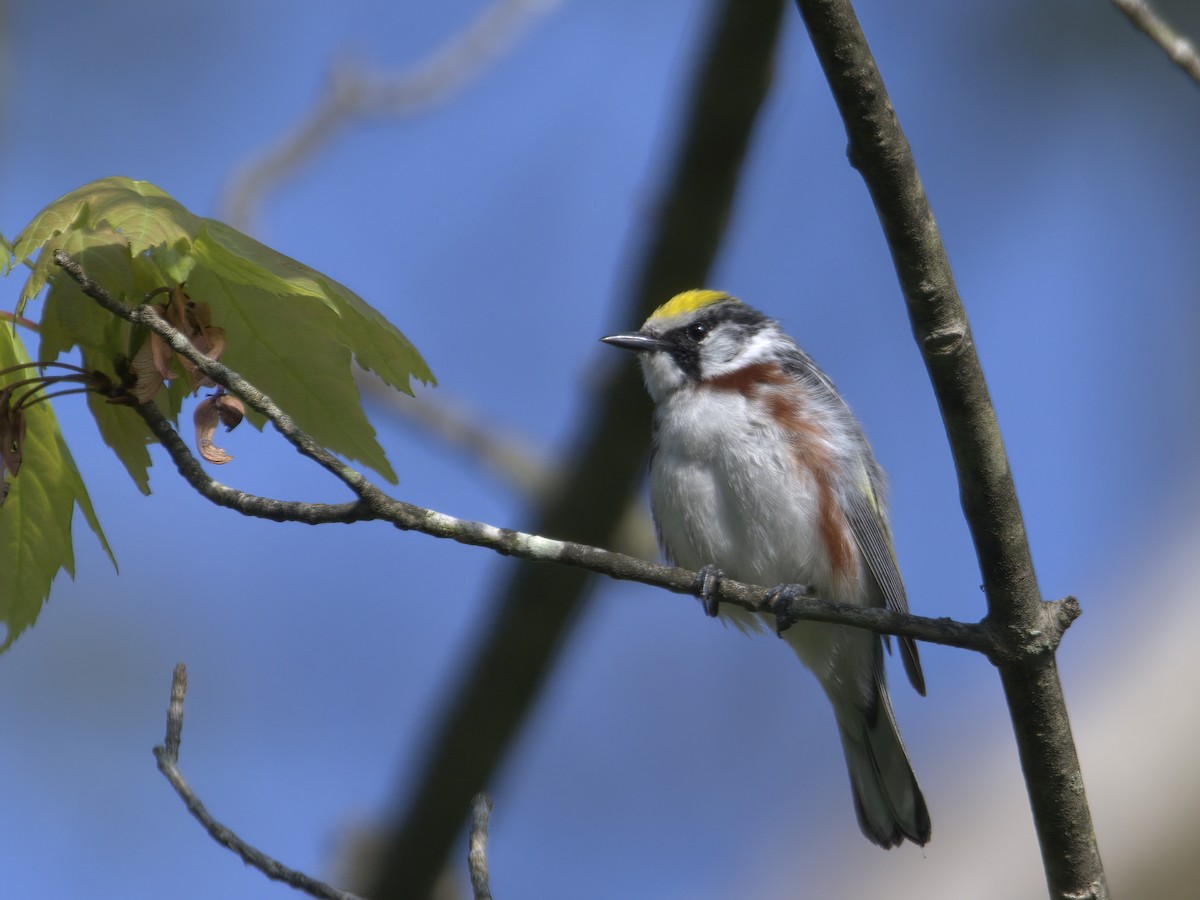 Chestnut-sided Warbler - Justin Kolakowski