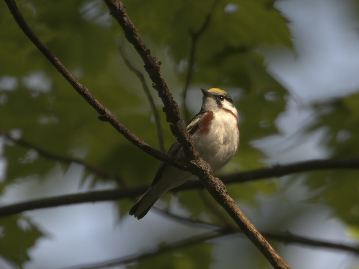 Chestnut-sided Warbler - Justin Kolakowski