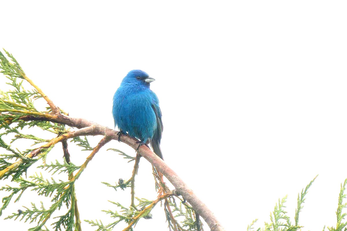 Indigo Bunting - Matthew Mellor