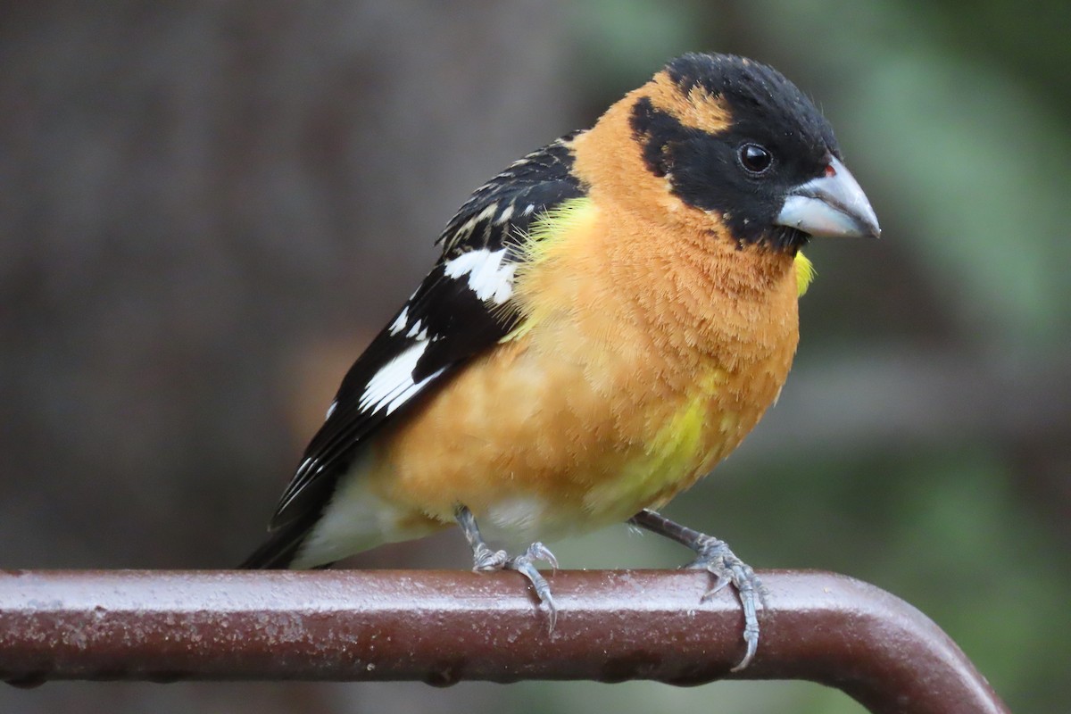 Black-headed Grosbeak - Shane Dollman