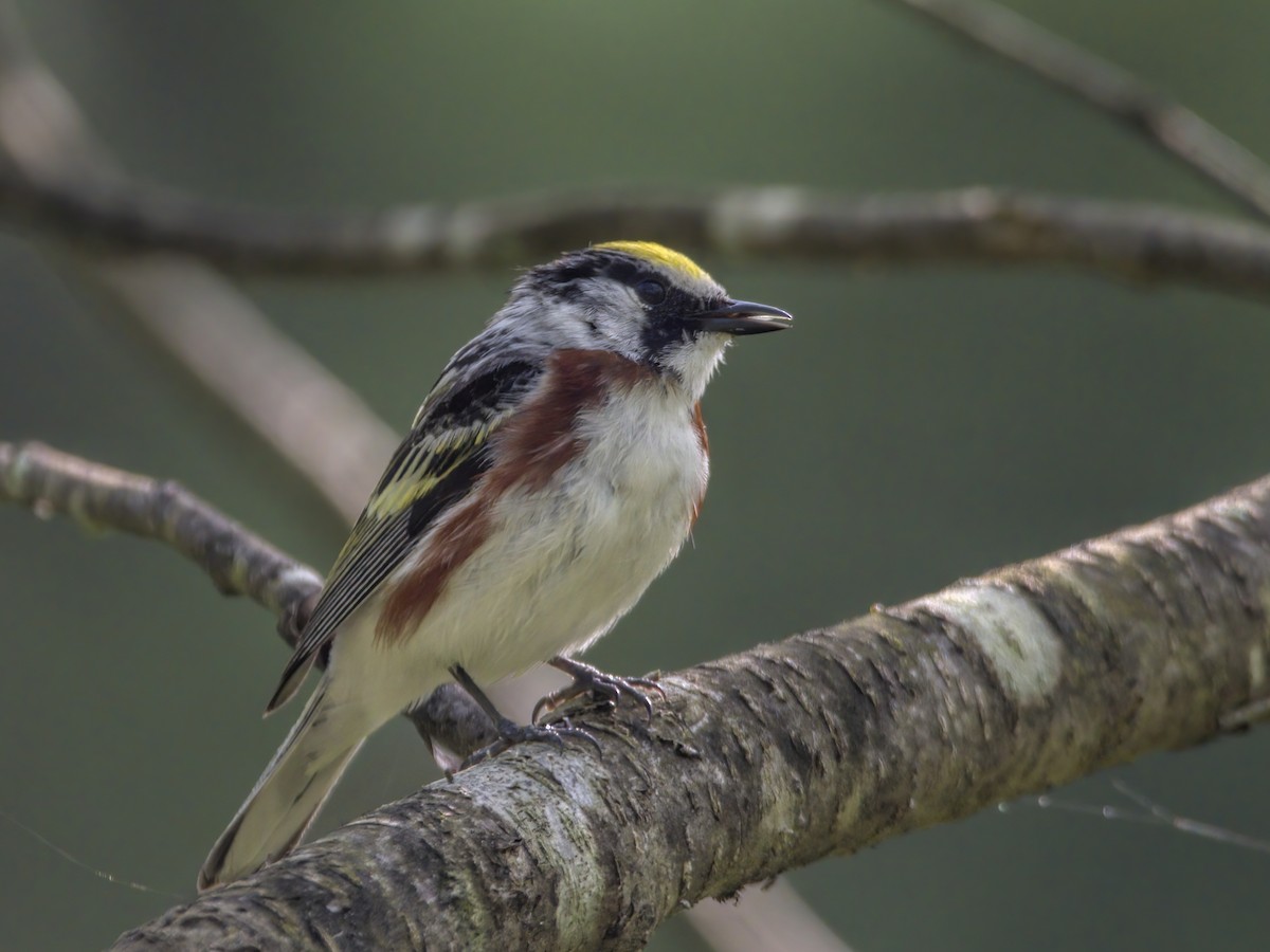 Chestnut-sided Warbler - Justin Kolakowski