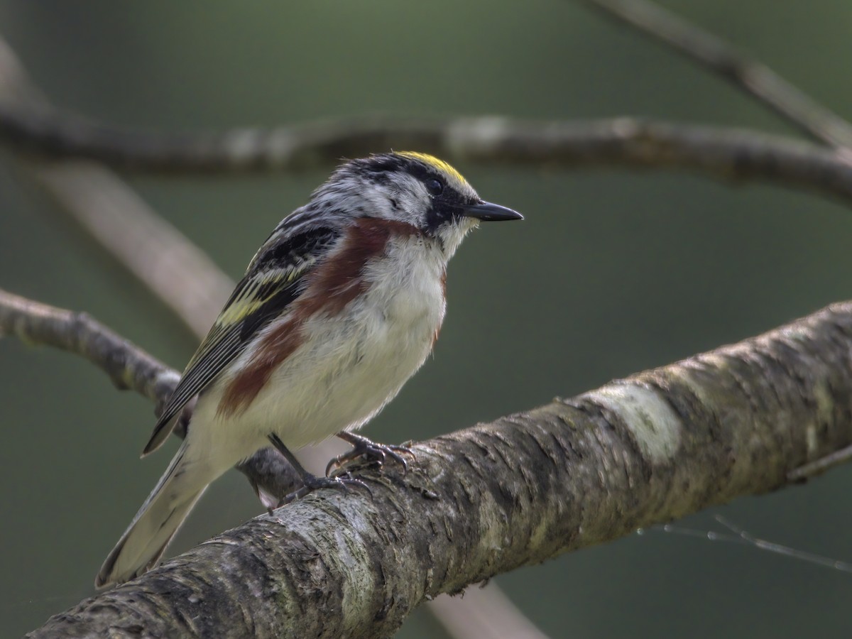 Chestnut-sided Warbler - Justin Kolakowski