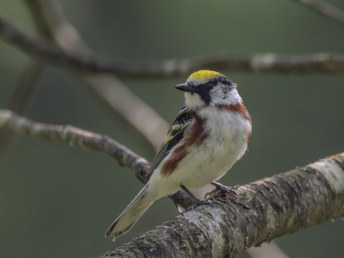 Chestnut-sided Warbler - Justin Kolakowski