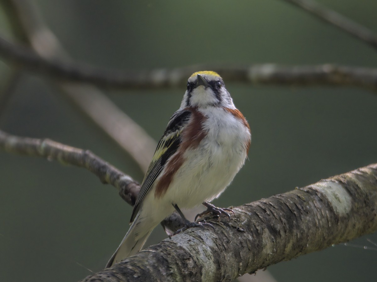 Chestnut-sided Warbler - Justin Kolakowski